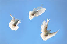 3 flying
